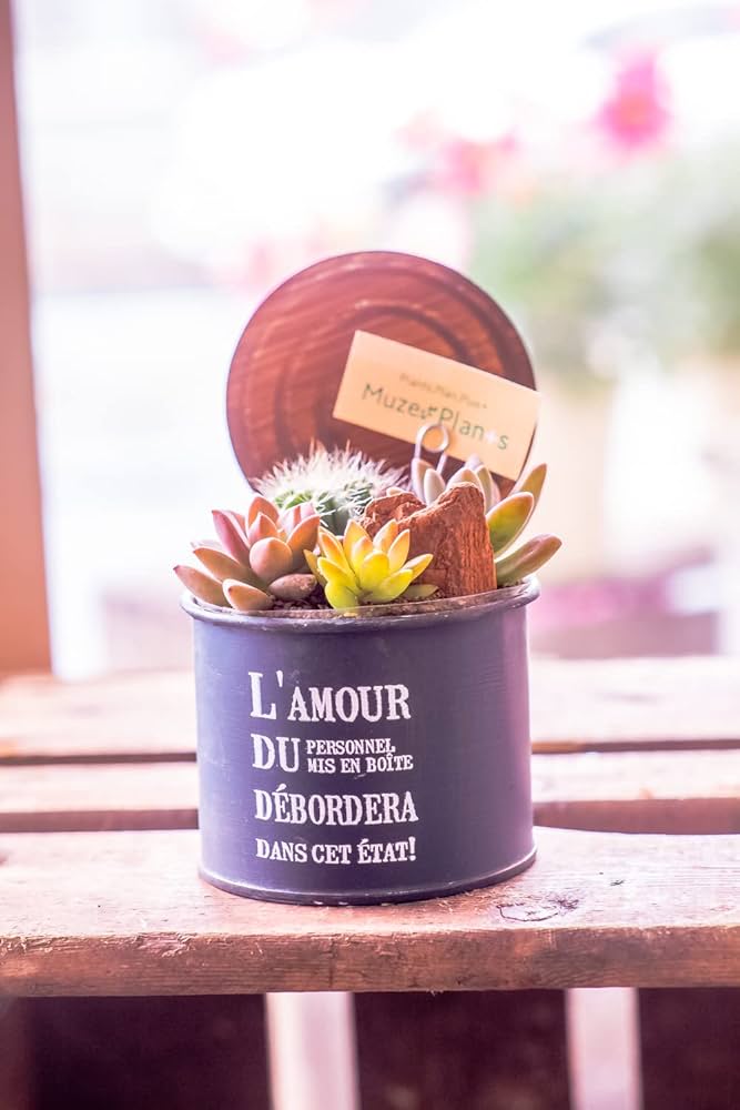 Amazon｜多肉植物 寄せ植え 苗 おまかせ MIX セット 誕生日祝い